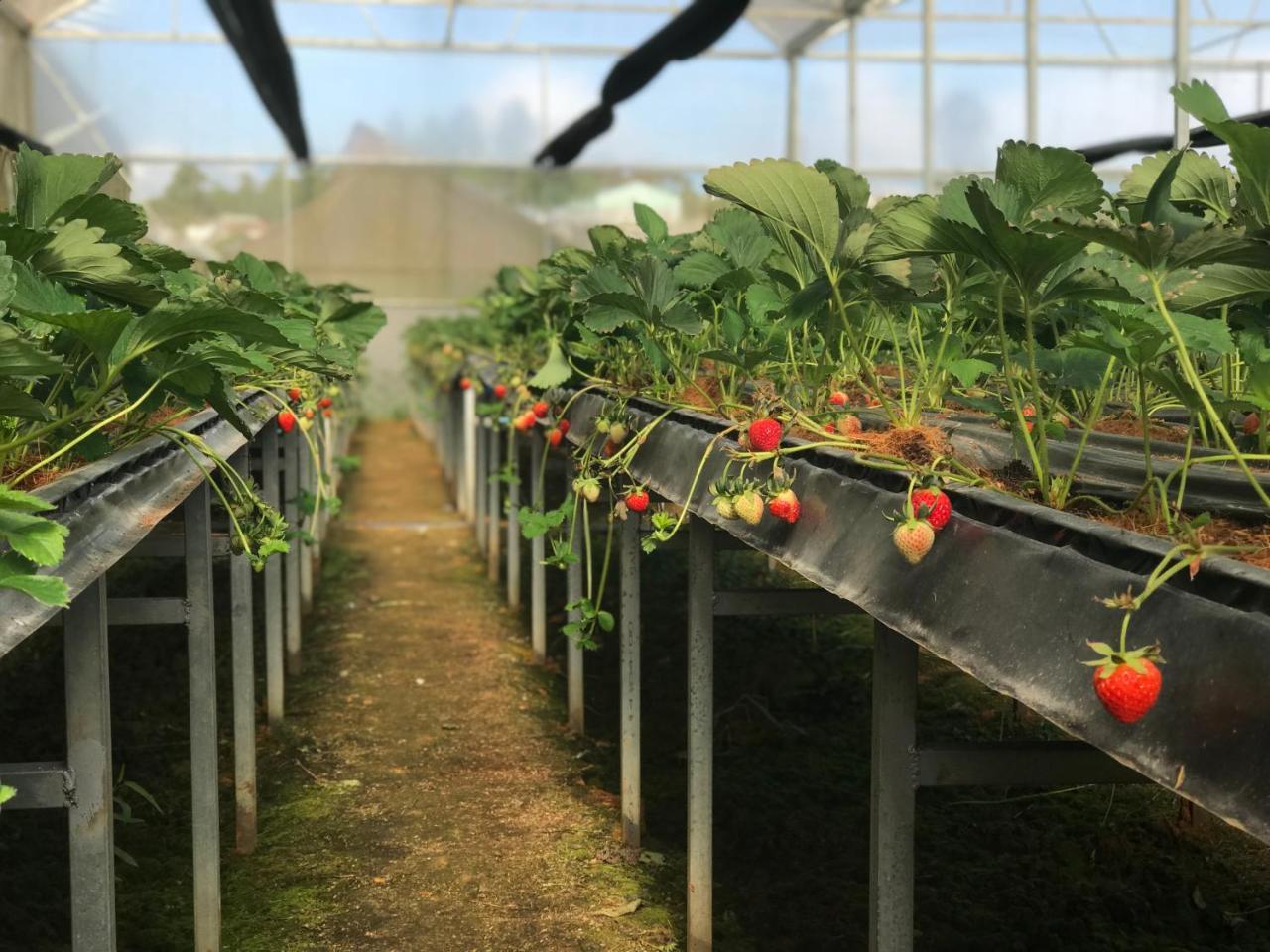 贝瑞瓦利山林小屋 大叻 外观 照片